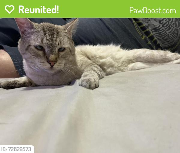 Reunited Male Cat last seen Alexander and Jones, North Las Vegas, NV 89032