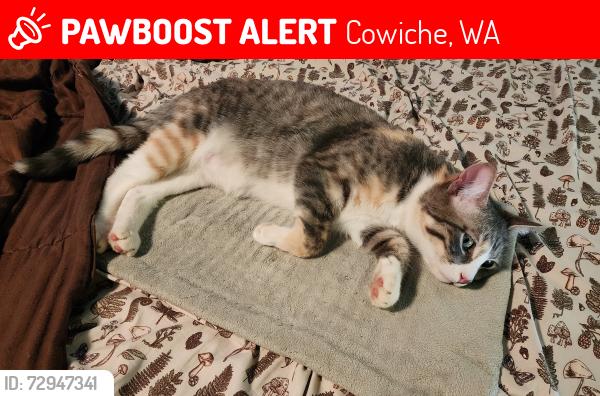 Lost Female Cat last seen Near Marcus Whitman Elementary in Cowoche, Cowiche, WA 98923