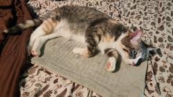 Lost Female Cat last seen Near Marcus Whitman Elementary in Cowoche, Cowiche, WA 98923