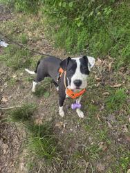 Reunited Female Dog last seen Across from West Lenoir Baptist Church , Lenoir, NC 28645