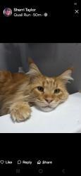 Reunited Male Cat last seen Bentley Drive , Newport News, VA 23602