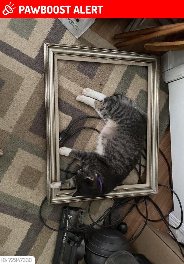 Lost Male Cat last seen Eagle rd and Brookfield drive highland mi, Highland Township, MI 48356
