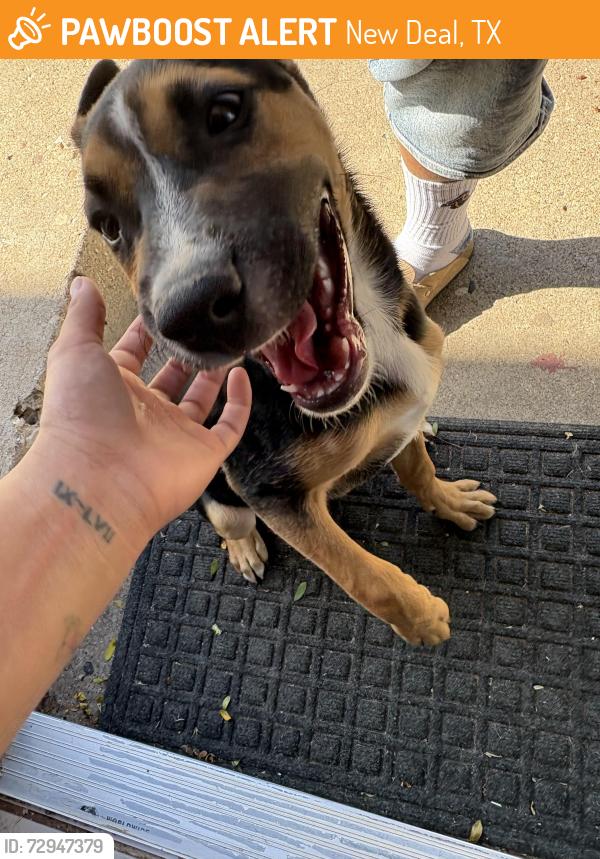 Found/Stray Female Dog last seen East 4th st Lubbock Texas , New Deal, TX 79403