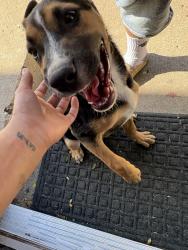 Found/Stray Female Dog last seen East 4th st Lubbock Texas , New Deal, TX 79403