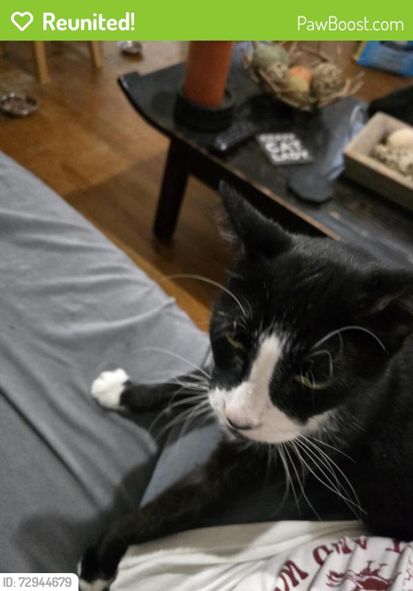 Reunited Male Cat last seen U.S 1 and 19th, Hollywood, FL 33020