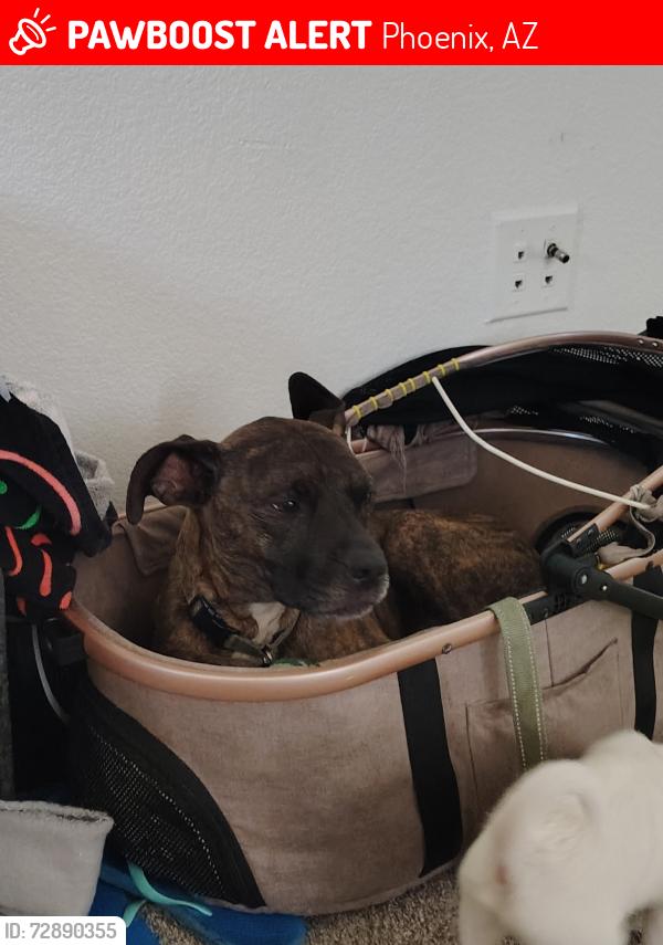 Lost Male Dog last seen University park , Phoenix, AZ 85007