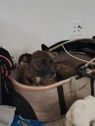 Lost Male Dog last seen University park , Phoenix, AZ 85007