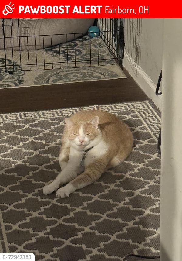 Lost Male Cat last seen Air Force museum, Fairborn, OH 45324