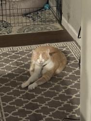 Lost Male Cat last seen Air Force museum , Fairborn, OH 45324