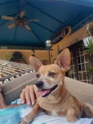 Reunited Female Dog last seen Leonard rd and se grand dr, Port St. Lucie, FL 34952