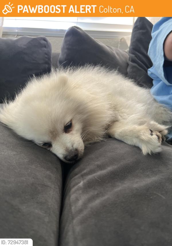 Found/Stray Male Dog last seen Rancho, Colton, CA 92324