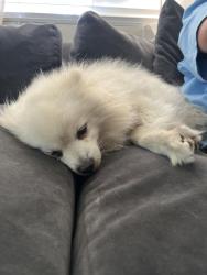 Found/Stray Male Dog last seen Rancho, Colton, CA 92324