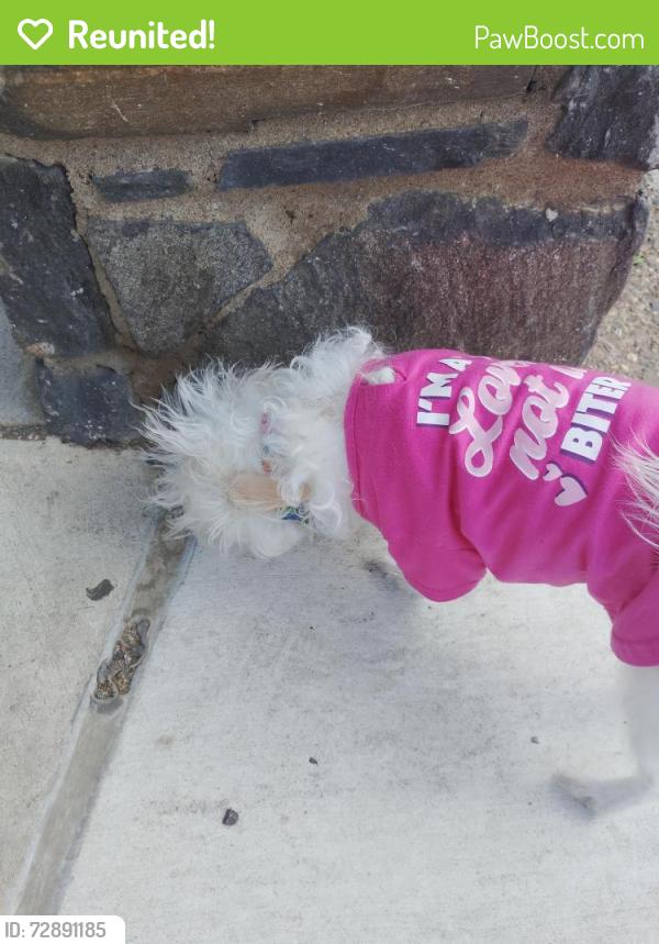 Reunited Unknown Dog last seen 30th & Morris, Philadelphia, PA 19145