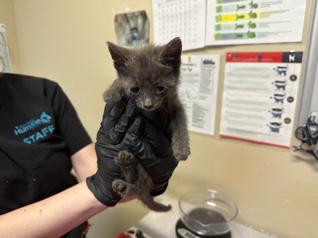 Shelter Stray Female Cat last seen Vista, CA, 92084, Oceanside, CA 92058