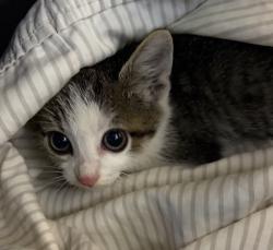 Shelter Stray Female Cat last seen 6th Avenue, Escondido, CA, 92025, Escondido, CA 92027