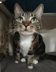 Shelter Stray Female Cat last seen Near Claire Drive, Oceanside, CA, 92057, Oceanside, CA 92058