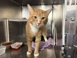 Shelter Stray Male Cat last seen Snyder Avenue, BROOKLYN, NY, 11226, New York, NY 10029