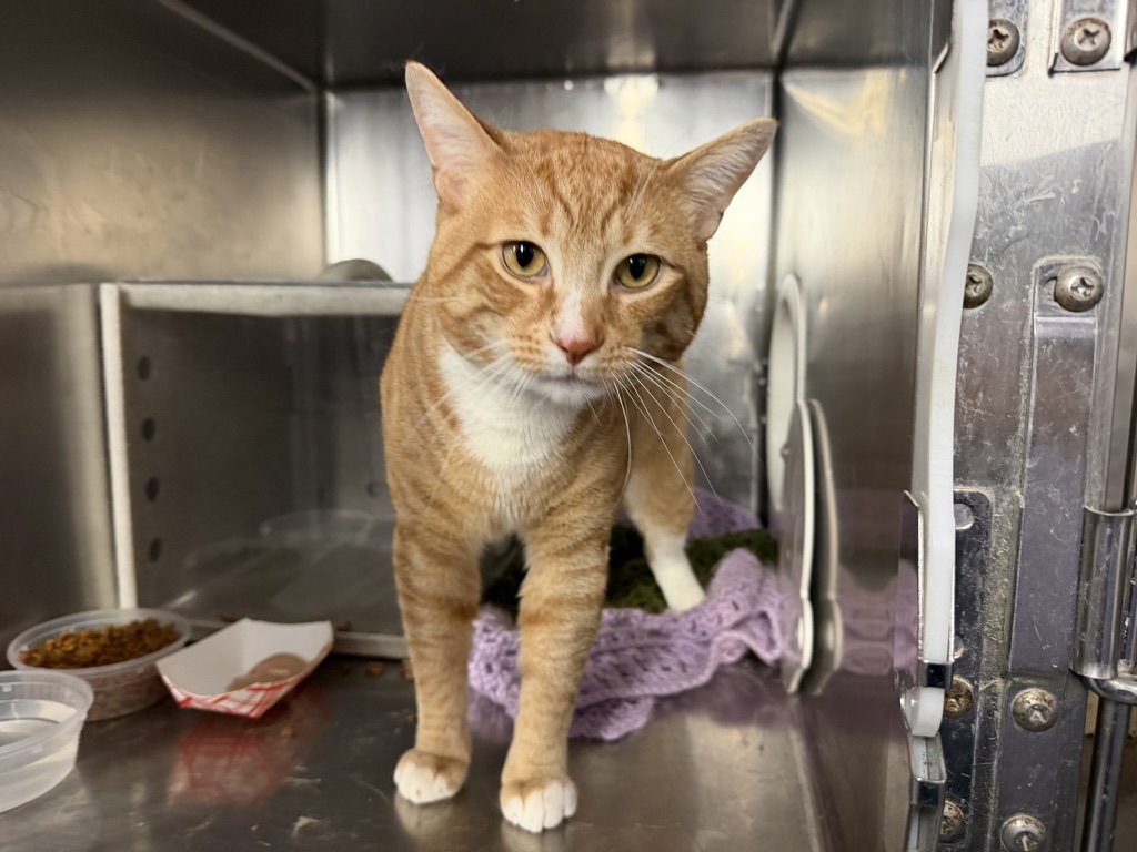 Shelter Stray Male Cat last seen Snyder Avenue, BROOKLYN, NY, 11226, New York, NY 10029