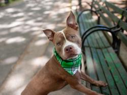 Shelter Stray Male Dog last seen New Lots Avenue, BROOKLYN, NY, 11207, New York, NY 10029