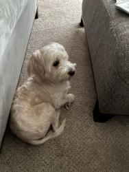 Reunited Female Dog last seen Meredith college woods, Raleigh, NC 27607