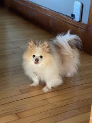 Reunited Female Dog last seen Dale and Front , Saint Paul, MN 55103