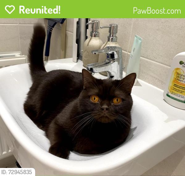 Reunited Female Cat last seen Cul-de-sac on Orpington Rise, Houghton Regis, England LU5 6FW