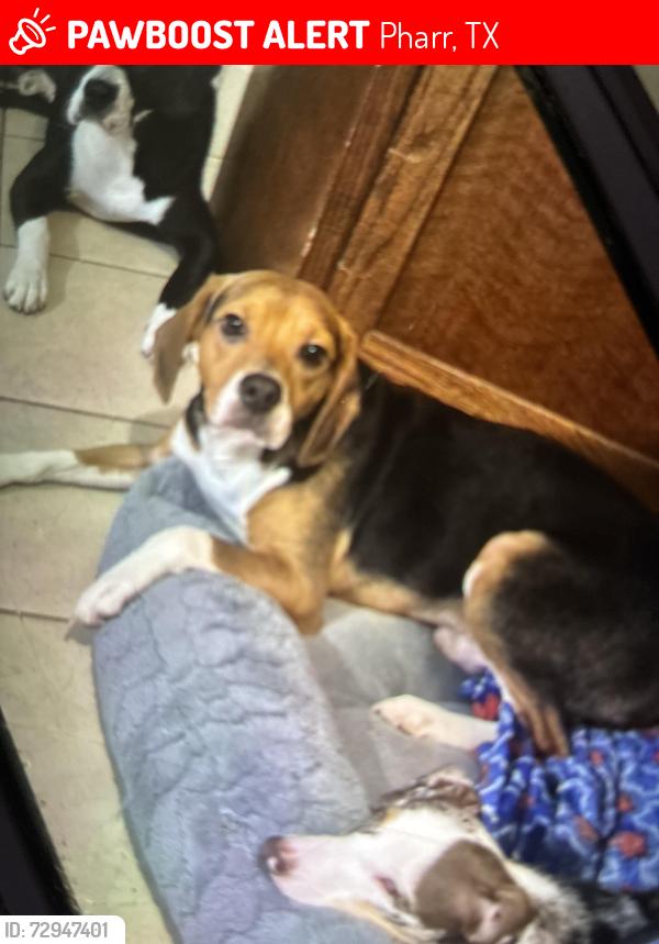 Lost Male Dog last seen Esperanza st , Pharr, TX 78577