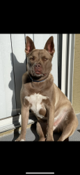 Lost Male Dog last seen Near Turner St Lake Elsinore, CA  92530 United States, Lake Elsinore, CA 92530