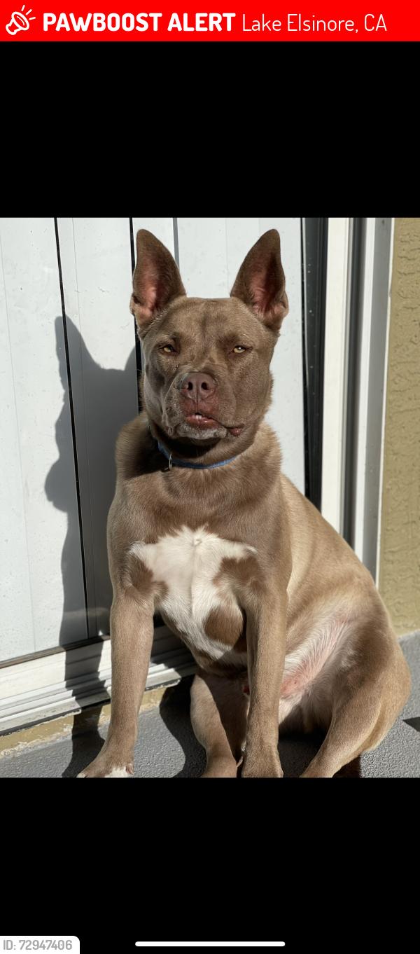 Lost Male Dog last seen Near Turner St Lake Elsinore, CA 92530 United States, Lake Elsinore, CA 92530