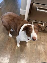 Reunited Male Dog last seen Precinct and Lavaca, Colleyville, TX 76034