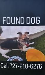 Found/Stray Female Dog last seen Alderman Rd, Palm Harbor, FL 34683