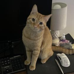 Reunited Male Cat last seen Grasmere , Greensboro, NC 27410