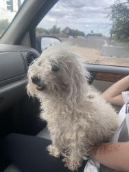 Reunited Female Dog last seen 67th and greenway , Peoria, AZ 85382