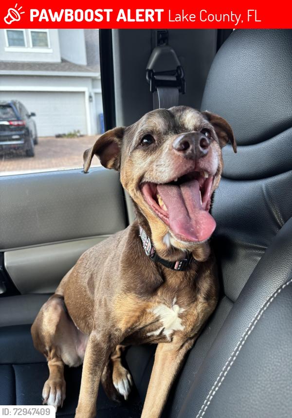 Lost Female Dog last seen Bruce hunt road, Clermont Florida, Lake County, FL 34715