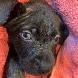 Shelter Stray Male Dog last seen , Los Angeles, CA 90018