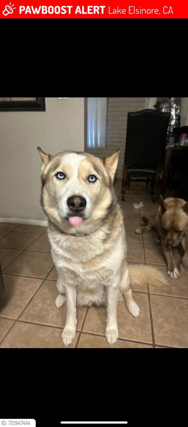 Lost Female Dog last seen Near Turner St Lake Elsinore, CA 92530 United States, Lake Elsinore, CA 92530