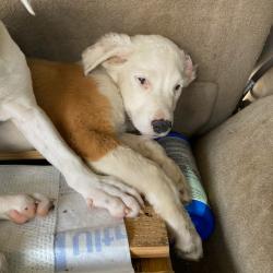 Shelter Stray Female Dog last seen , Memphis, TN 38133