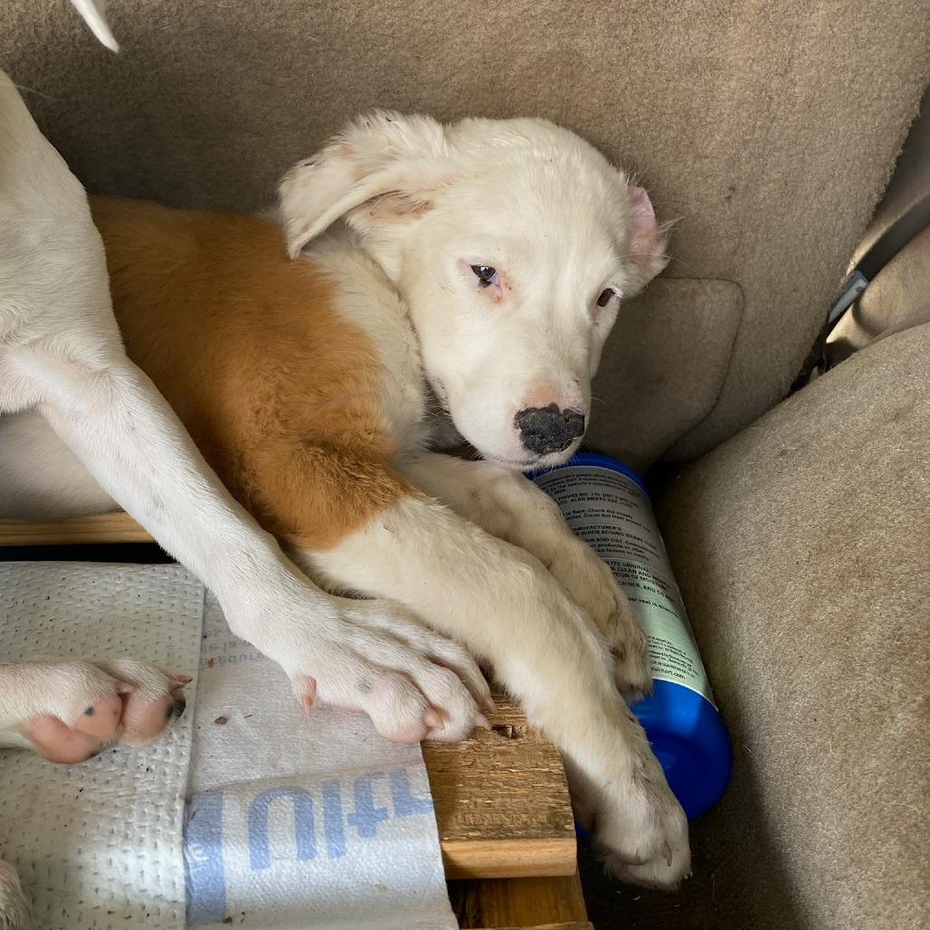 Shelter Stray Female Dog last seen , Memphis, TN 38133