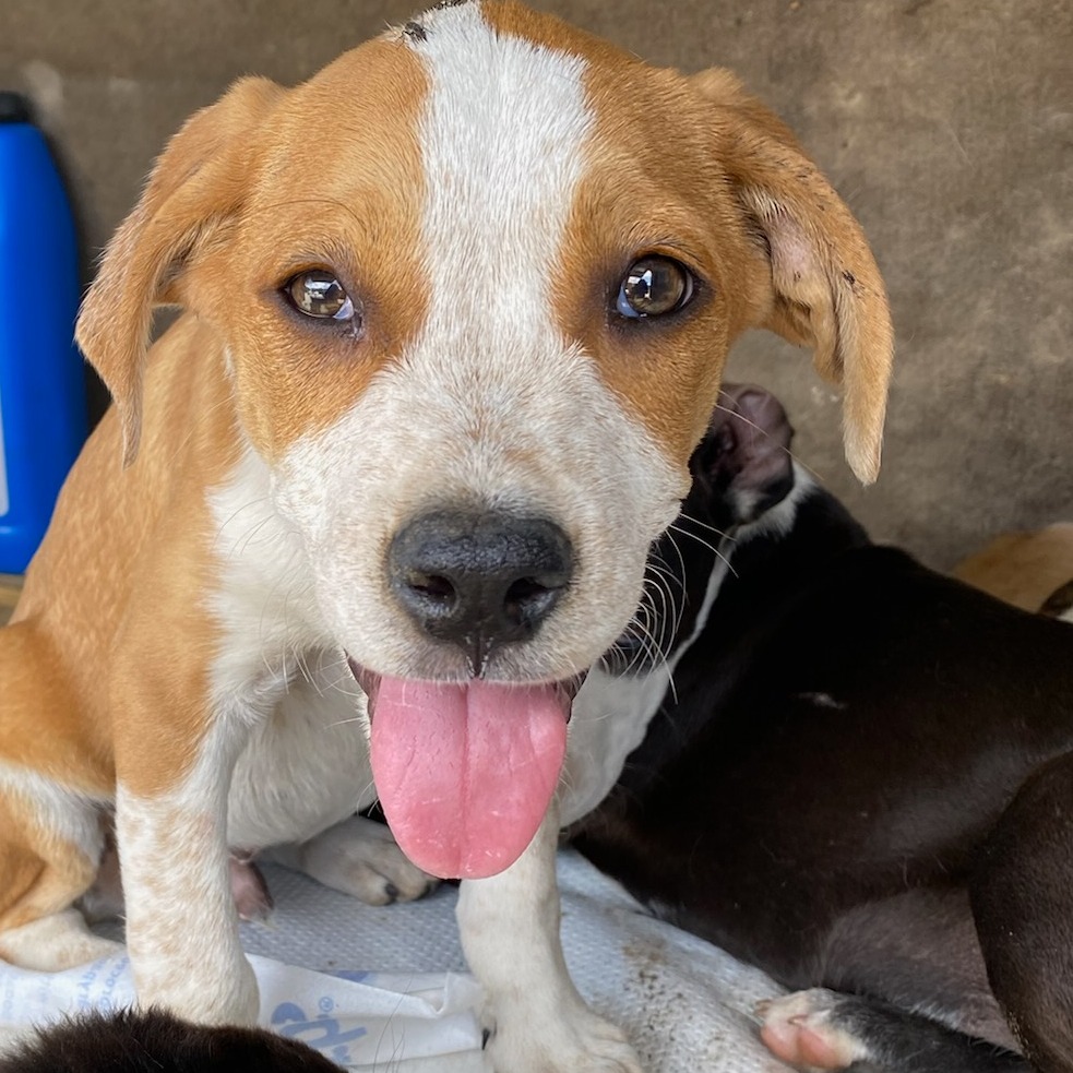 Shelter Stray Male Dog last seen , Memphis, TN 38133