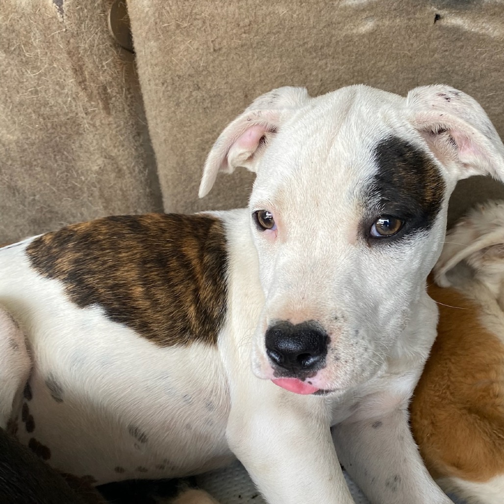 Shelter Stray Male Dog last seen , Memphis, TN 38133