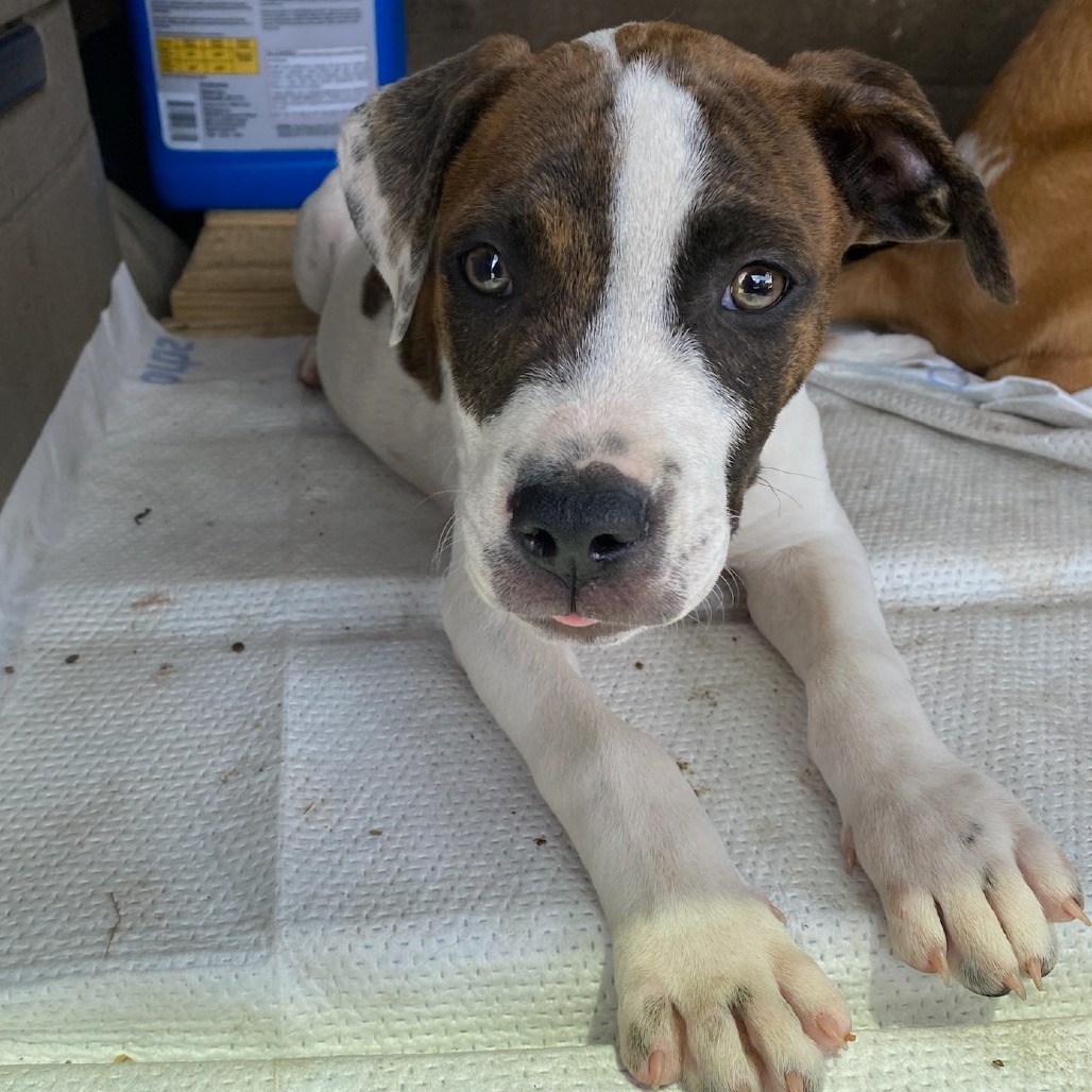 Shelter Stray Female Dog last seen , Memphis, TN 38133