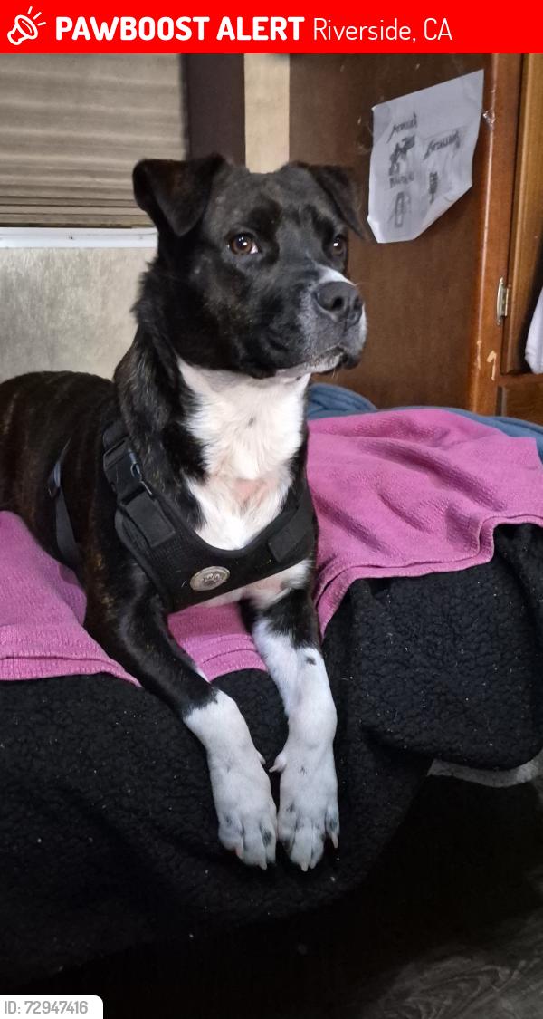 Lost Female Dog last seen Near mission Blvd riverside ca 92508, Riverside, CA 92509