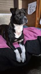 Lost Female Dog last seen Near mission Blvd riverside ca 92508, Riverside, CA 92509