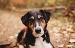 Reunited Female Dog last seen Glen Park Hall and RR 275, Glen Park, AB T0C 2P0