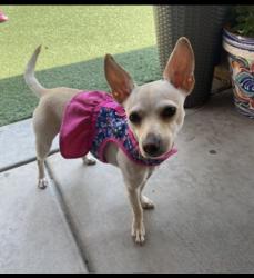 Reunited Female Dog last seen Little Lake street , Chula Vista, CA 91913