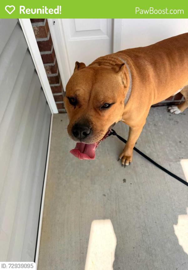 Reunited Male Dog last seen Lenoir Dr. And Caldwell Street, Overhills Creek Neighborhood, Spring Lake, NC, Spring Lake, NC 28390