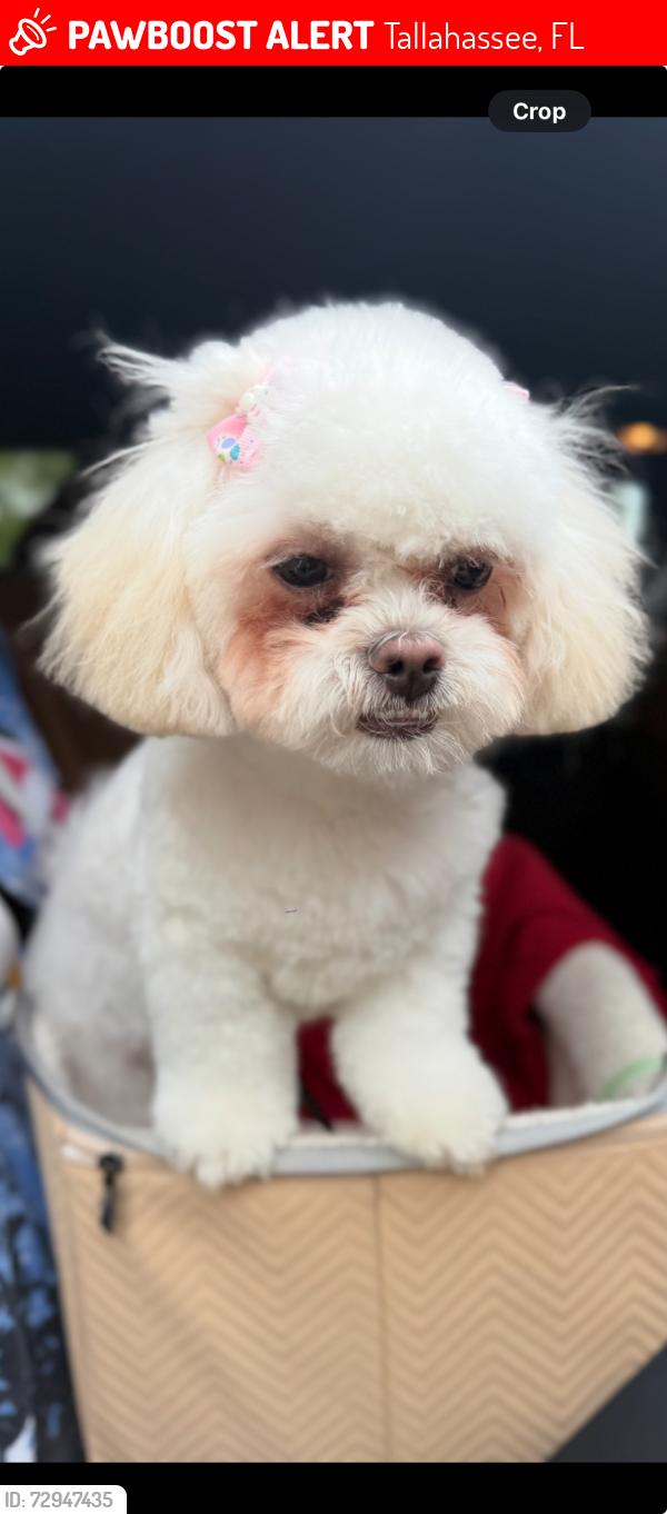 Lost Female Dog last seen arney Way/Raymond Deihl Rd, Tallahassee, FL 32309