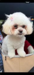Lost Female Dog last seen arney Way/Raymond Deihl Rd, Tallahassee, FL 32309