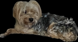 Reunited Unknown Dog last seen Daemon, Port St. Lucie, FL 34953