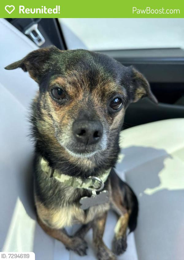Reunited Male Dog last seen Galleria and Gibson , Henderson, NV 89011